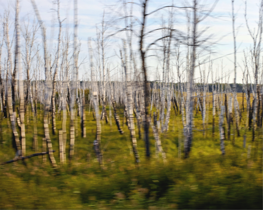 Main image Siberia in motion